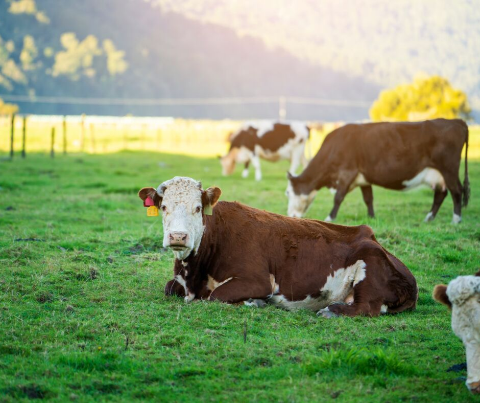 Brown cattle in green pasture