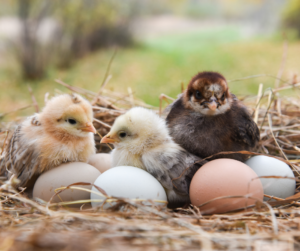 Spring Chick Product Special Order Spring Chicks at J&N Feed