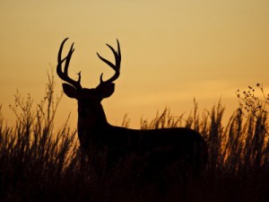 2022 – 2023 Texas Hunting Season dates are published, take a look here. Shop Foreman's General Store, for feeders, attractants, and more.