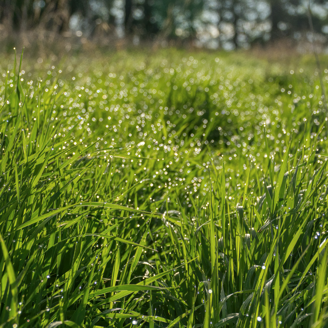 dewy bermuda grass - J & N Feed and Seed